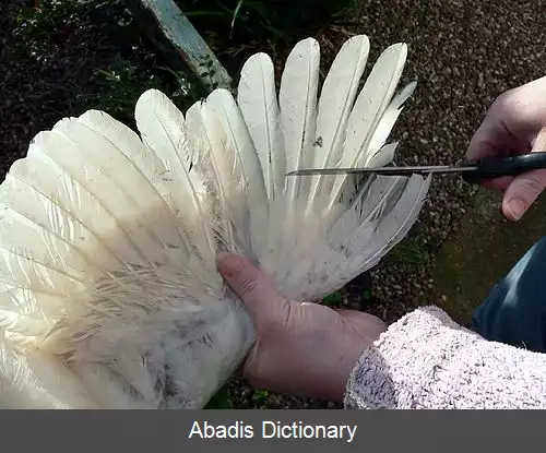 عکس قیچی کردن بال