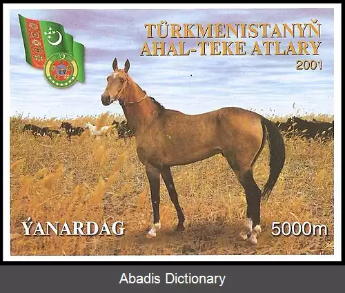 عکس اسب ترکمن