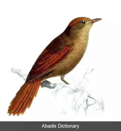 عکس دم تیزک ابروخاکستری