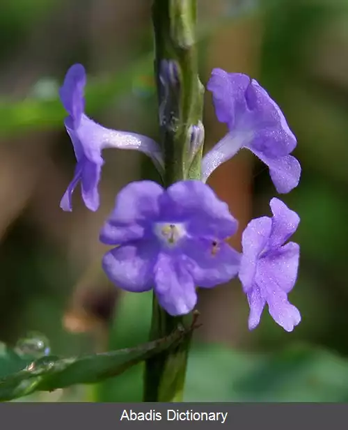 عکس شاه پسند برگ گزنه ای