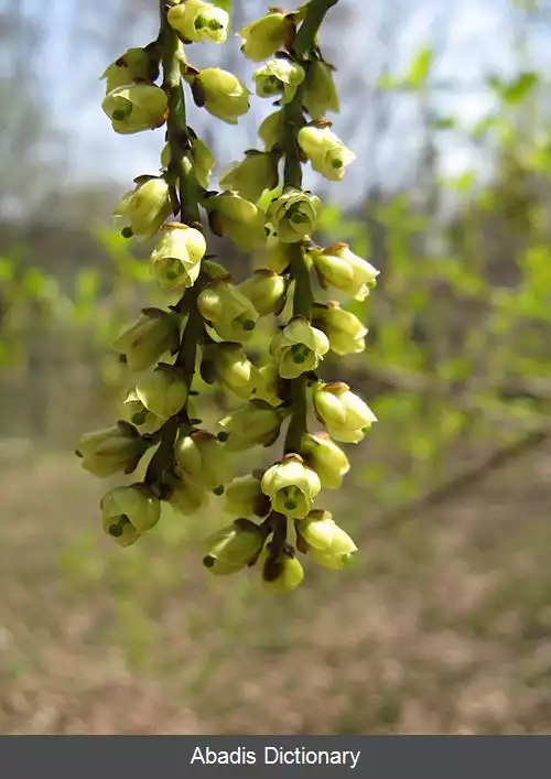 عکس استاکیوراسه