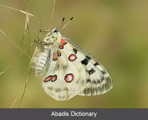 عکس زیاگان اروپا