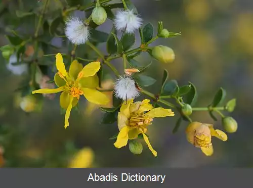 عکس بوته قطران