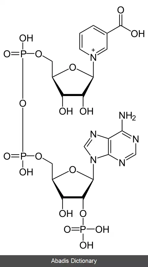 عکس نیکوتینیک اسید آدنین دی نوکلئوتید فسفات