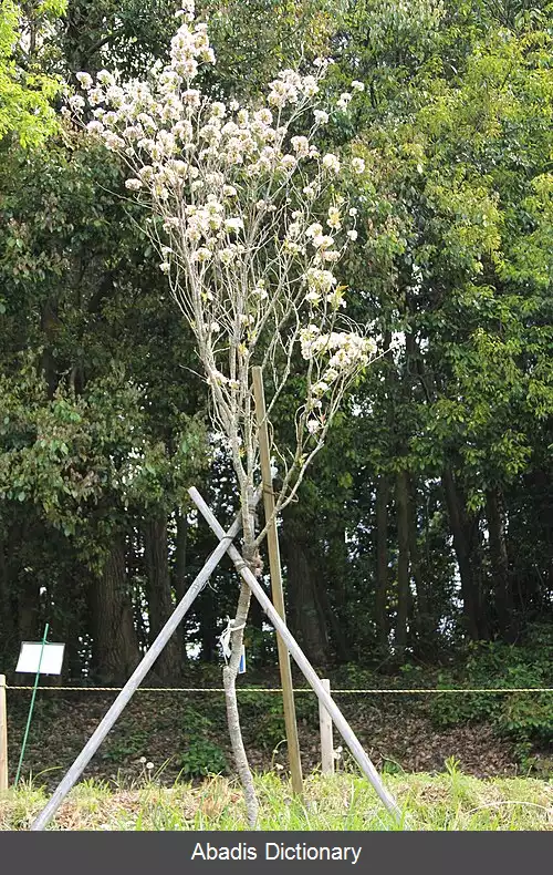 عکس آمانوگاوا (درخت)