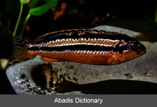 عکس چیپوکا (سیچلاید)