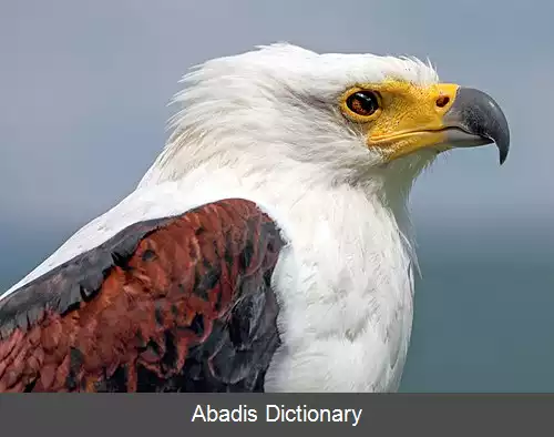 عکس عقاب دریایی آفریقایی