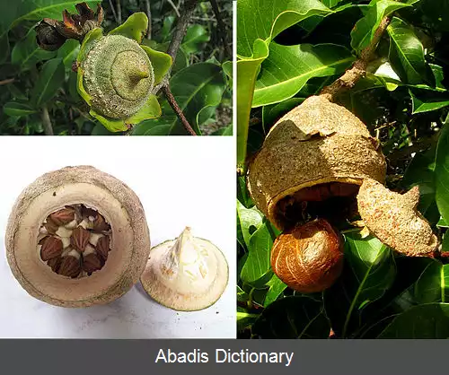 عکس فندق بهشتی