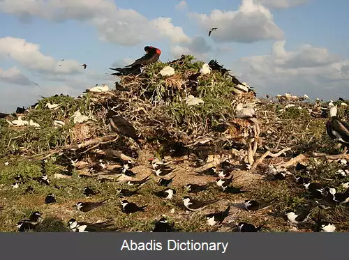 عکس کلنی پرنده