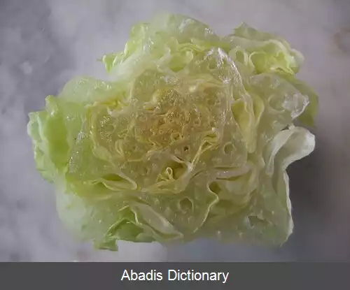 عکس کاهوی رومی