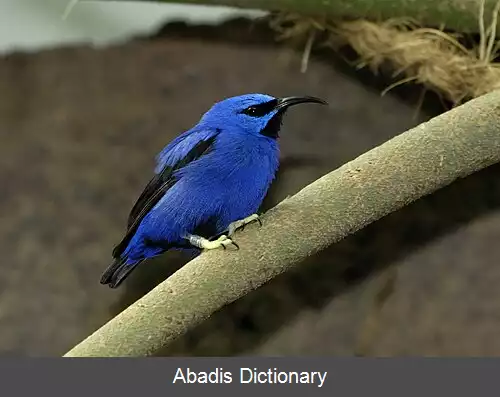 عکس عسل کش زرشکی