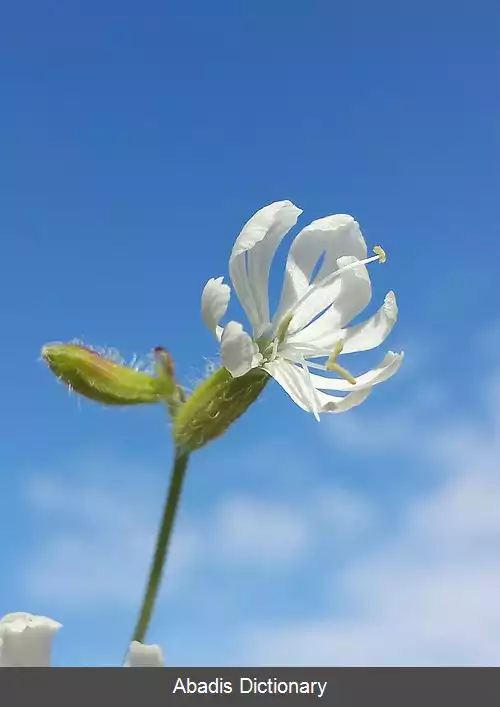عکس سیلن دوشاخه