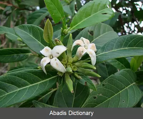 عکس امرود وحشی