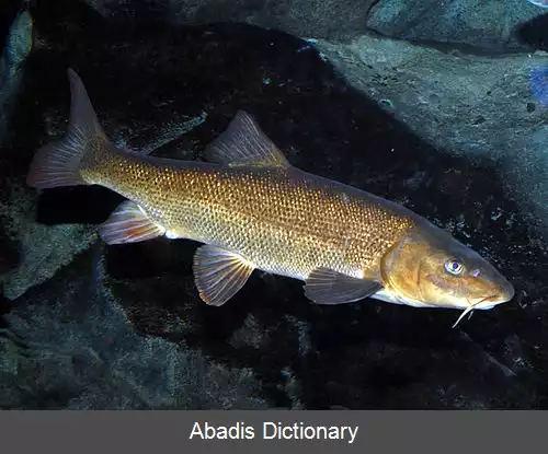 عکس زردک ایتالیایی