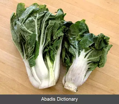 عکس کلم برگ چینی