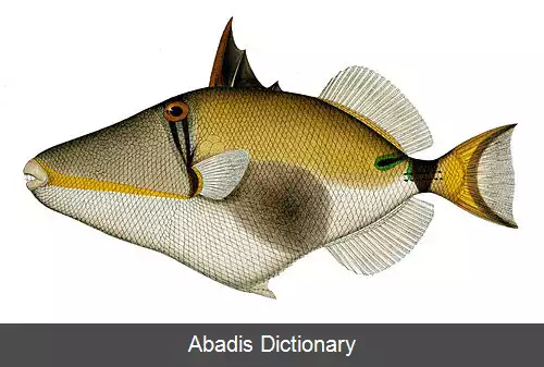 عکس فریباماهی شکم سیاه