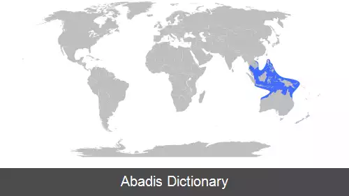 عکس زنبور دریایی