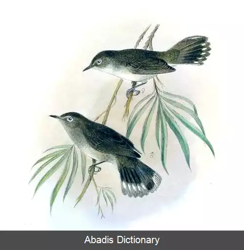 عکس خوش نوای نورفک