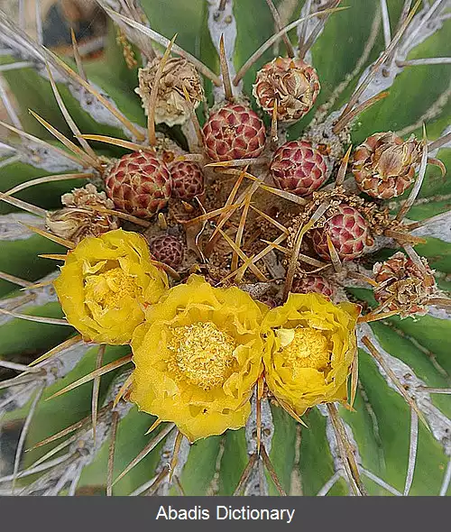 عکس فروکاکتوس شوارتزی