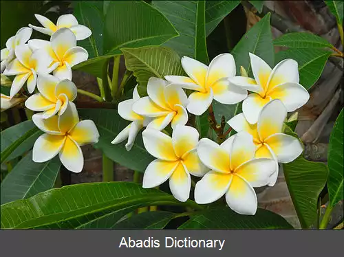 عکس فهرست گل های ایالتی هند