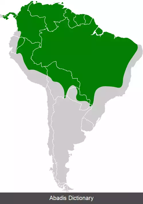 عکس دارکوب کاکل زرشکی