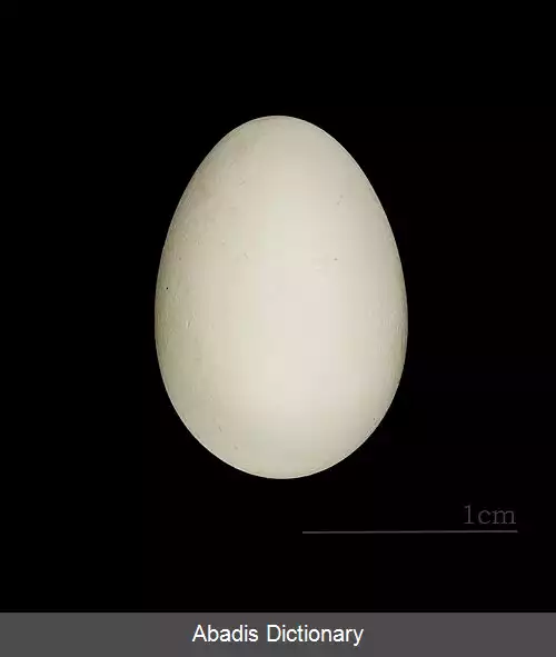 عکس سهره سینه پولکی