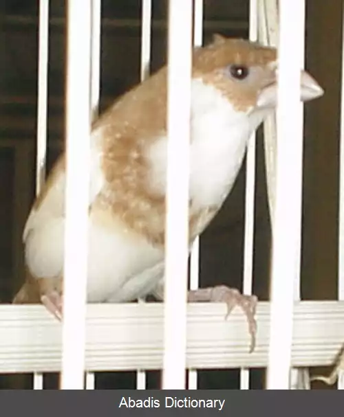عکس سهره بنگالی