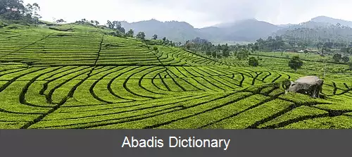 عکس کلان کشت درختی