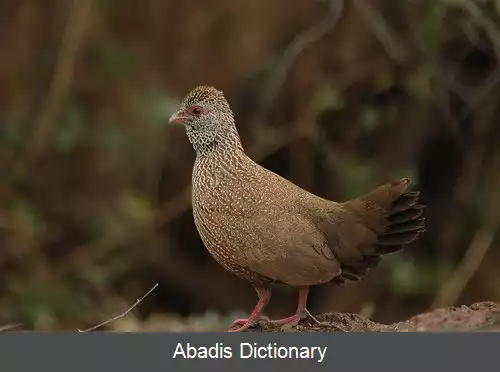 عکس کبک سنگی