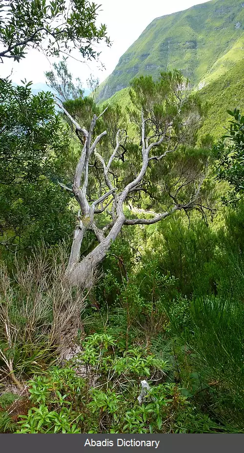 عکس خلنگ درختی
