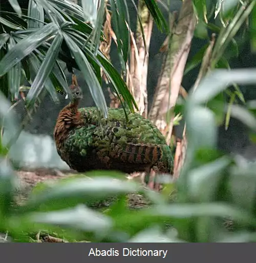 عکس طاووس کنگو