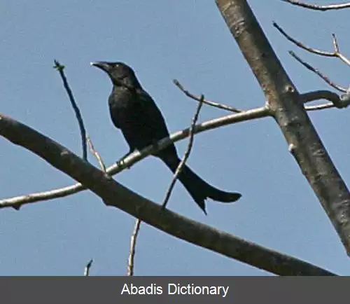عکس بوجانگای والاس