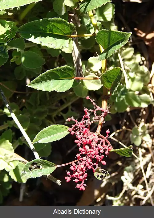 عکس سیسوس (سرده)
