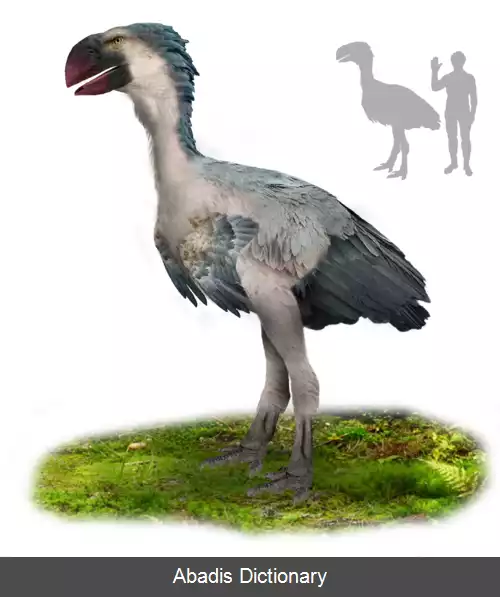 عکس سهمگین مرغ