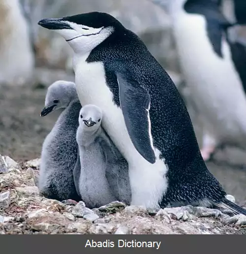 عکس پنگوئن های نوک دراز