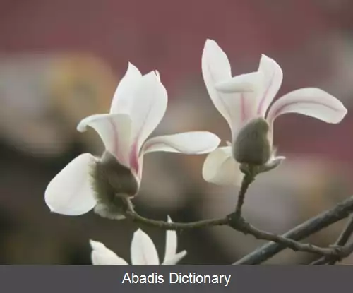 عکس مگنولیا دنوداتا