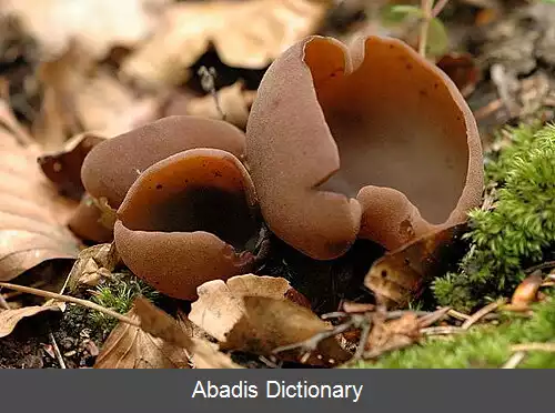 عکس فنجانی قارچان