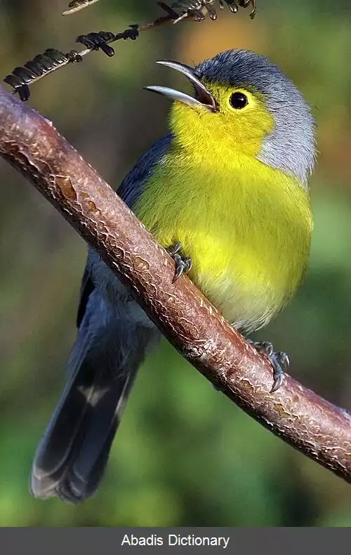 عکس سسک خاور کوبا