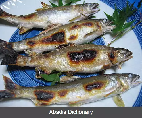 عکس کوشی یاکی