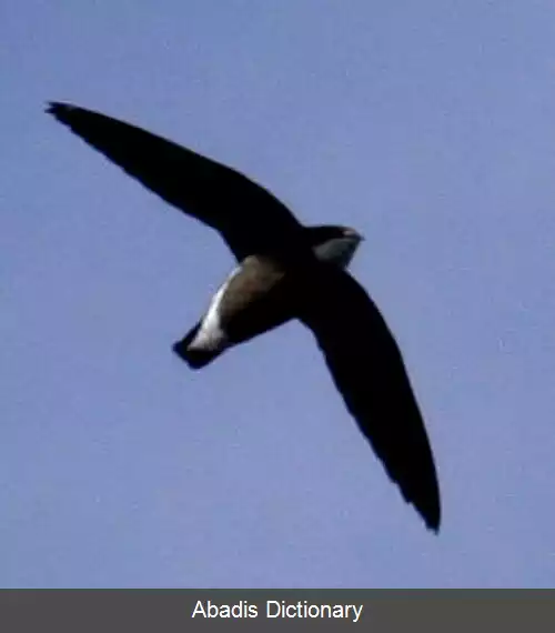 عکس دم سوزنی گلوسفید