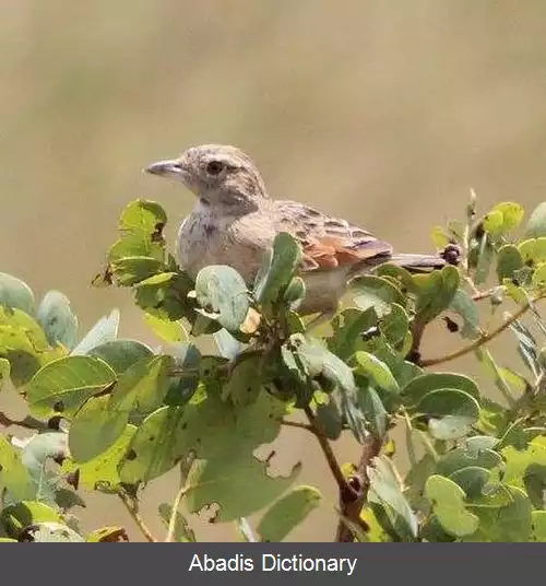 عکس چکاوک آنگولایی