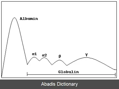 عکس آلفا گلوبولین