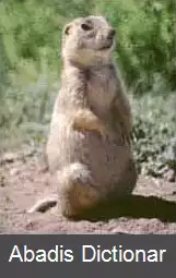 عکس سگ دشتی گانیسون