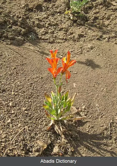 عکس سوسن پرویی