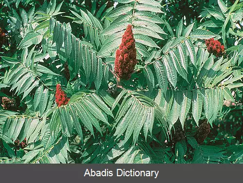 عکس سماق آمریکایی