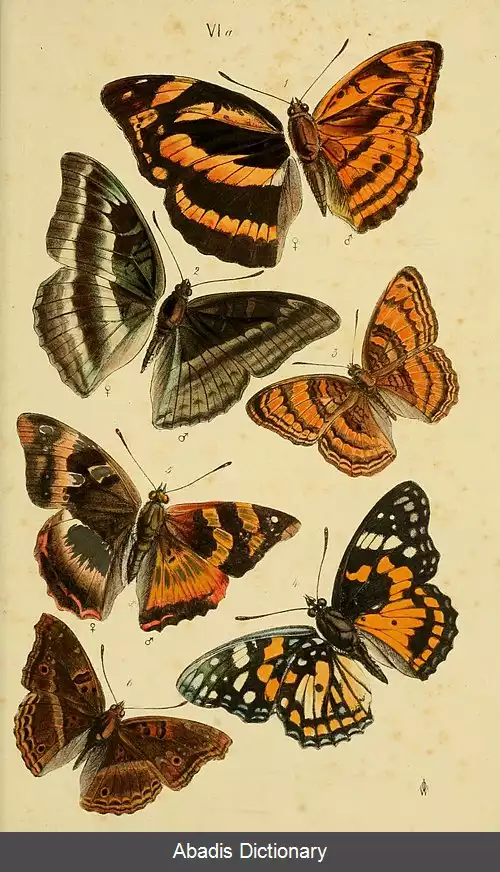 عکس دریادار آسیایی