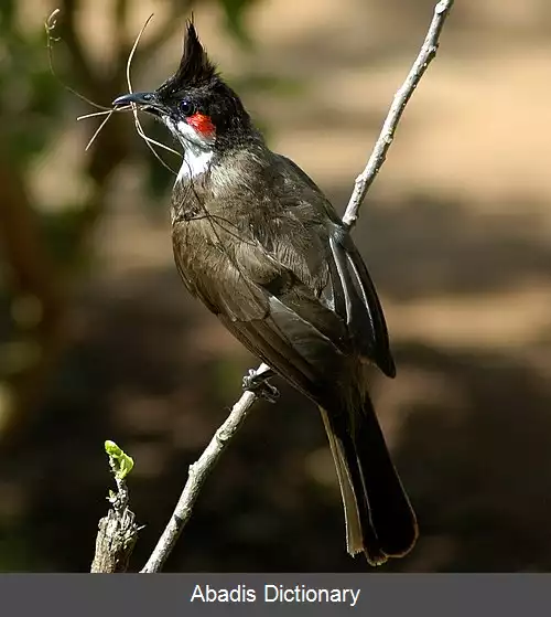 عکس بلبلان