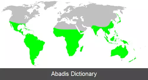 عکس عنکبوت های گردباف طلایی