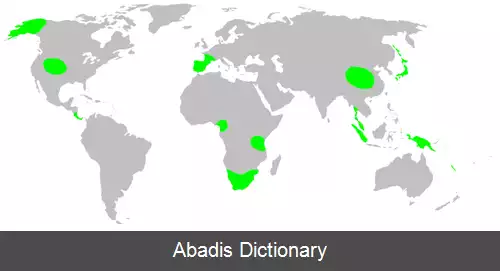 عکس عنکبوت های غارنشین پادراز