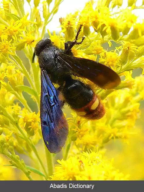 عکس زنبور بال آبی